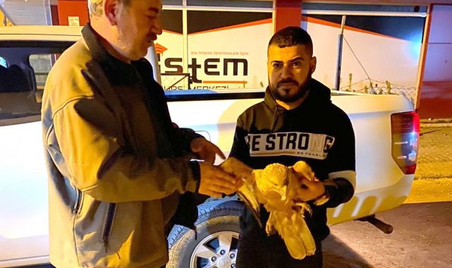 Yorgun düşen şahin tedavi altına alındı