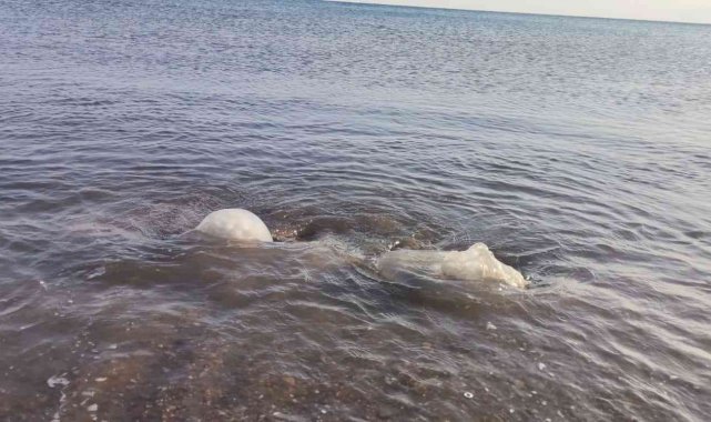 Yüzlerce denizanası kıyıya vurdu, profesör uyardı: &quot;Yakınına yaklaşmayın ve dokunmayın&quot;