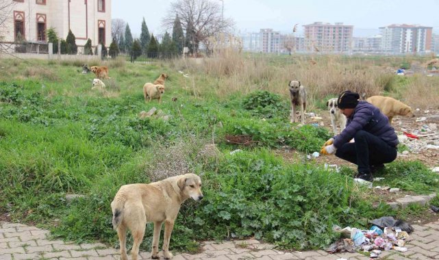 Zeybek mahallesinin en büyük sorunu sokak köpekleri oldu