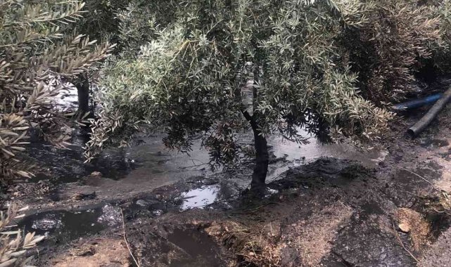 Zeytin bahçesine kimyasal atık atarken yakalandılar