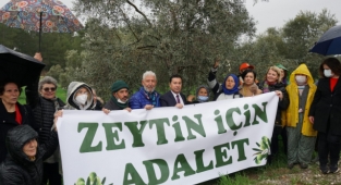 ZEYTİNLİK DÜZENLEMESİ YARGIYA TAŞINDI