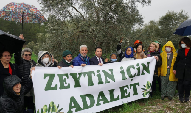 ZEYTİNLİK DÜZENLEMESİ YARGIYA TAŞINDI
