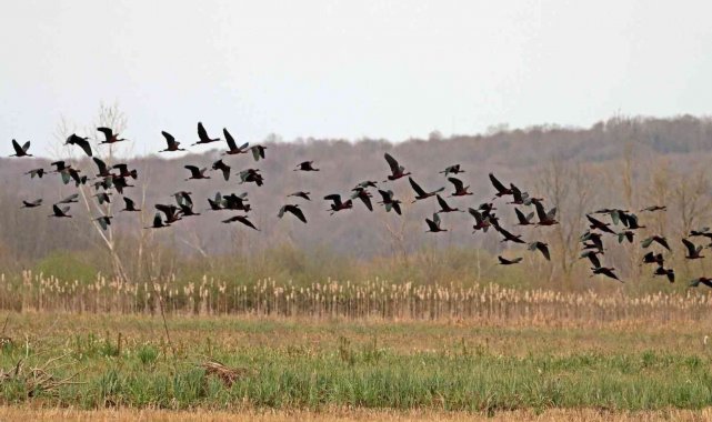 200 türden fazla göçmen kuşa ev sahipliği yapan longozda ilkbahar göçü