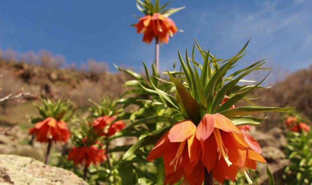 'Ağlayan Gelin'in görsel şöleni