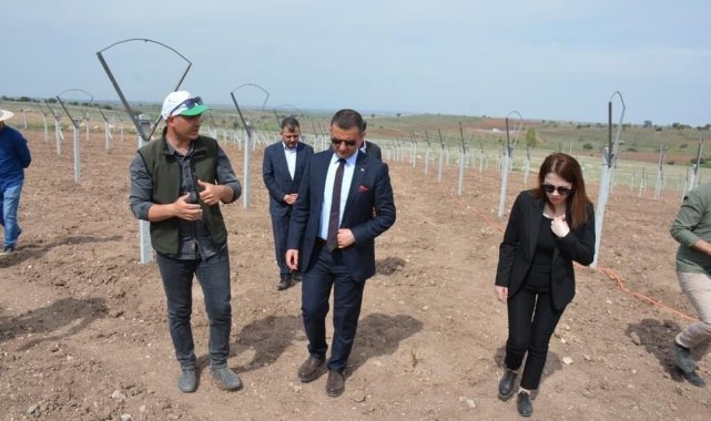 4 bin üzüm fidanı toprakla buluşturuldu
