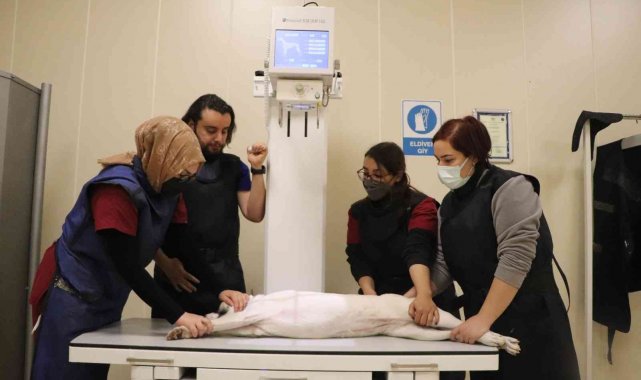 4 binin üzerinde hasta hayvan şifa buldu