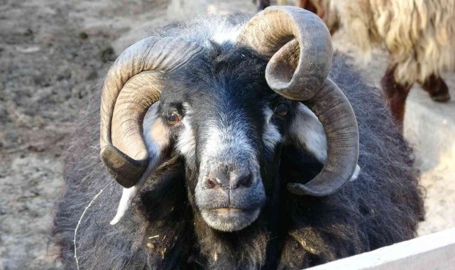 4 yaşında 4 boynuzu ile dikkat çekti