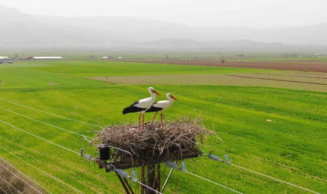 60 yıldır aynı direğe yuva yapıyorlardı, bu yıl yine geldiler