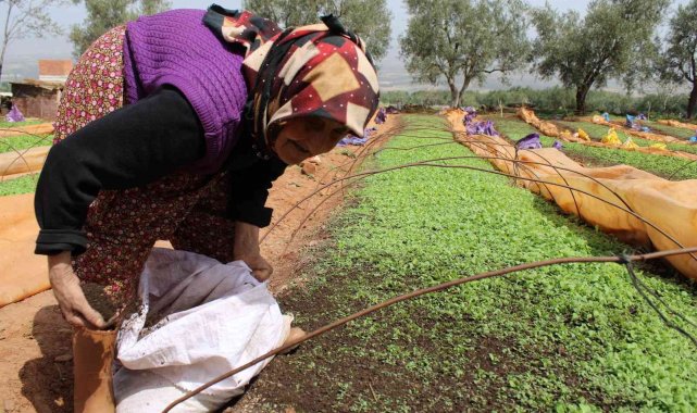 80 yaşındaki Raziye Nine gençlere taş çıkarıyor