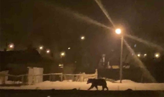 Aç kalan bozayı ilçe merkezine indi