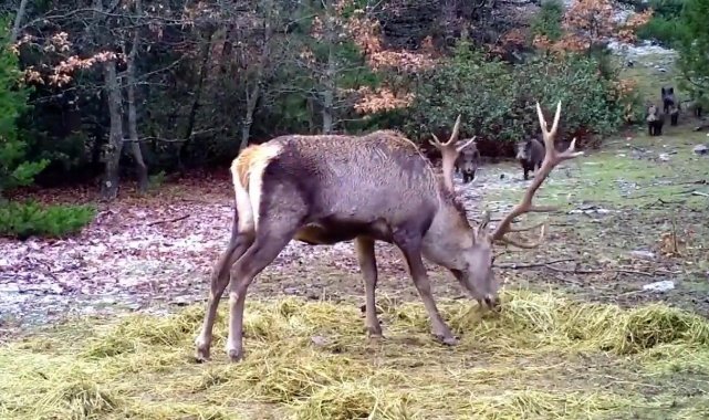 Aç kalan domuzlar, kızıl geyiğin yemek keyfini bozdu
