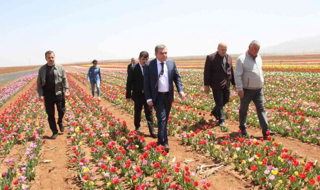 Açan laleler tarlayı renk cümbüşüne çevirdi