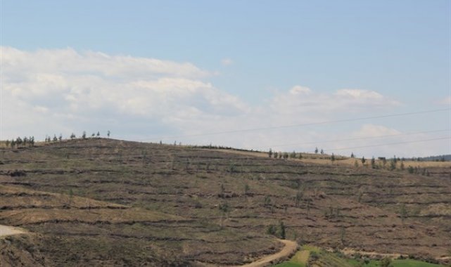Adana&#039;da yanan alanlar yeniden yeşeriyor