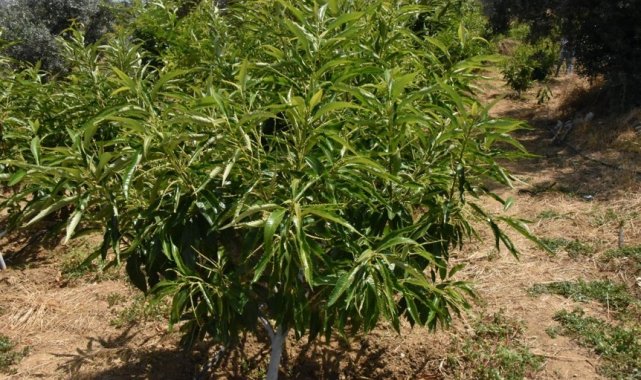 ADÜ Ziraat Fakültesi'nin 3 kestane çeşidi tescillendi