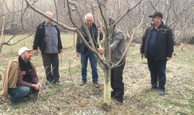 Ağaçları kemiren tavşanlar şikâyet konusu oldu