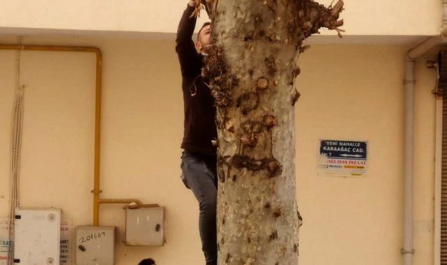 Ağaçta mahsur kalan kediyi esnaf kurtardı