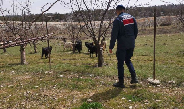 Ahırdan kaybolan keçi ve koyunlar jandarma tarafından bulundu