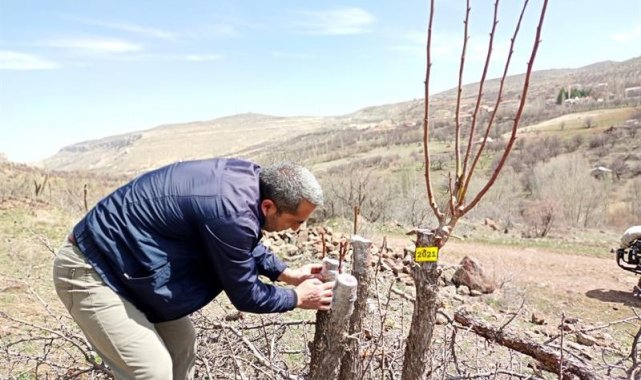 Akçadağ armudu yaygınlaştırılacak
