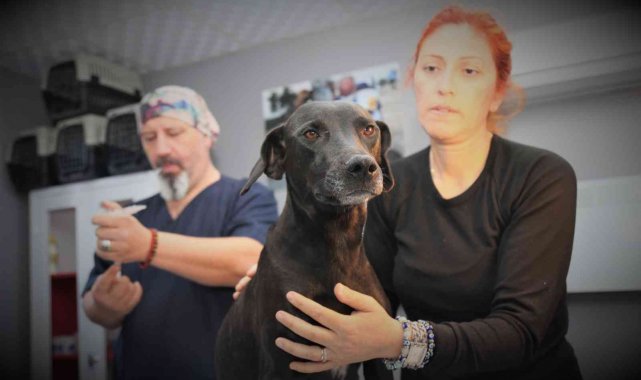Akdeniz Belediyesi Sokak Hayvanları Kısırlaştırma Kliniğinde kısırlaştırma başladı