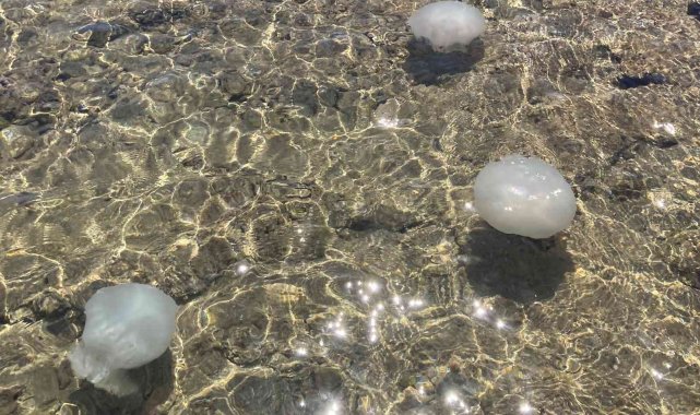 Akdeniz sahillerinden sevindiren haber: Sayıları günden güne azalıyor