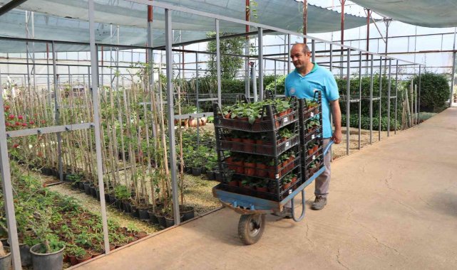 Alanya Belediyesi 29 mezarlıkta 62 bin çiçek dağıtacak