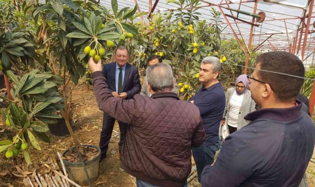 Alanya yenidünyasında ilk kez örtü altı hasat heyecanı yaşandı