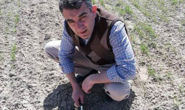 Altıntaş&#039;ta Ekin Kambur Böceği sürveyleri devam ediyor