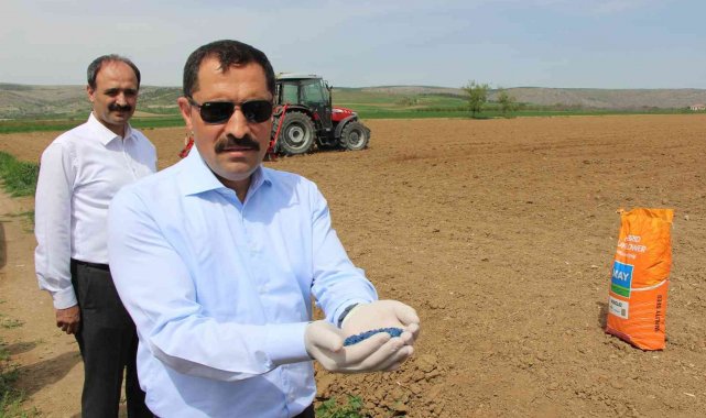 Amasya Valiliği ayçiçeği tohumu desteğini 80 bin dekara çıkardı