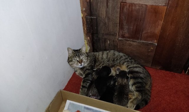 Anne kedi ve yavruları Hacı Bayram Camii'ni mesken tuttu