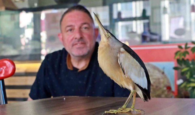 Antalya&#039;da bahçeye düşen ve nesli tükenmekte olan &#039;Balaban Kuşu&#039; koruma altına alındı