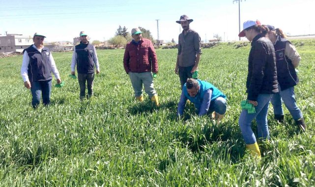 Araban Ovası'nda süne ile biyolojik mücadele başlatıldı