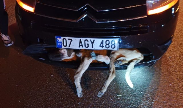 Aracın çarptığı köpek tampona sıkıştı