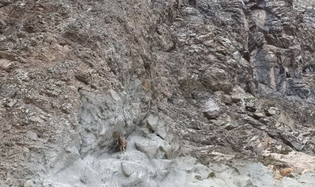 Artvin'de baraj ve yol şantiyeleri yaban keçilerinin uğrak noktası haline geldi