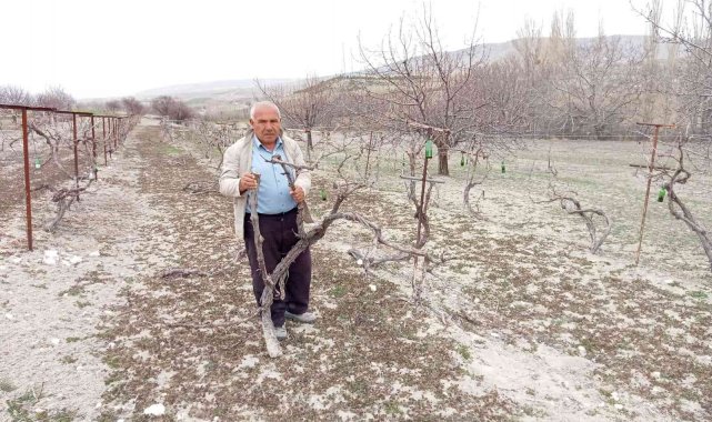 Aşı için çubukları zamansız kesilen 170 kök üzüm kurudu