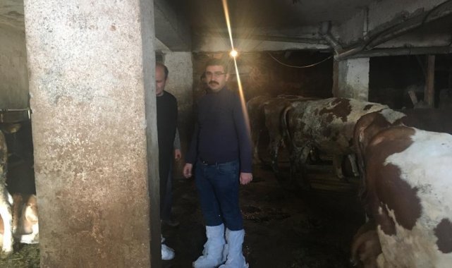 Aşkale'de hayvan hastalıkları inceleniyor