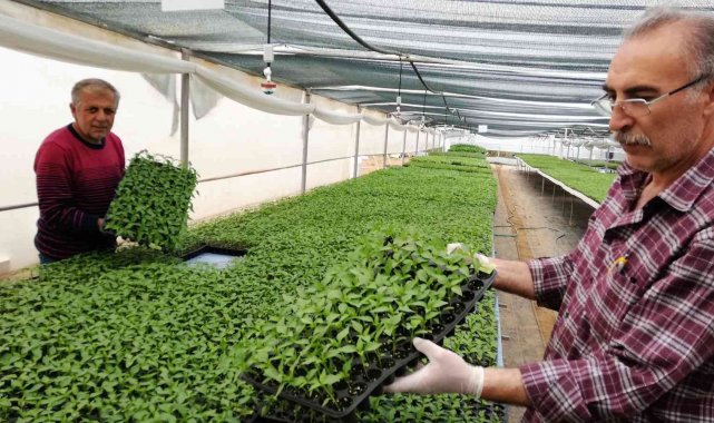Ata tohumundan üretilen fideye yoğun talep