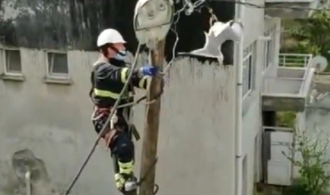 Ayağından elektrik teline takılan martıya kurtarma operasyonu