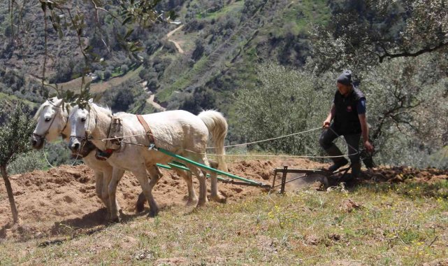 Aydın'da atların saban mesaisi başladı