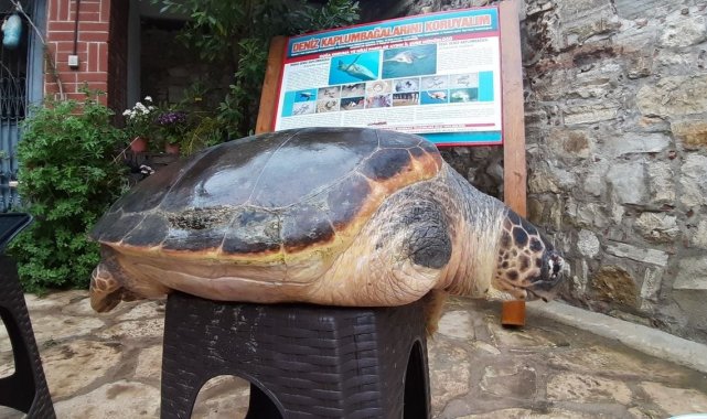 Aydın'da yavru sansar yaşama tutundu
