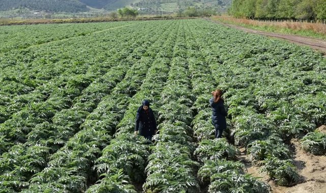 Aydın&#039;ın enginarları hastalıktan korunuyor