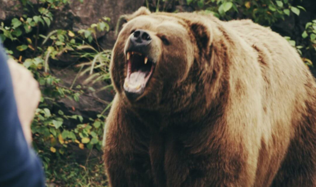 Ayı saldırısında kopan kolu kurtarıldı