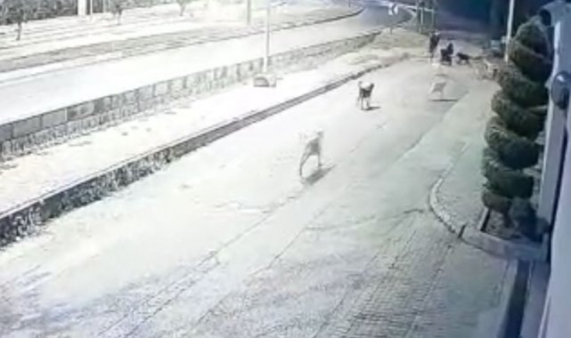 Aynı yerde 10&#039;u geçkin köpeğin bebek arabalı aile ve vatandaşlara kabus yaşattığı anlar kamerada