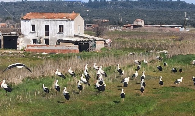Ayvalık'ı leylekler bastı