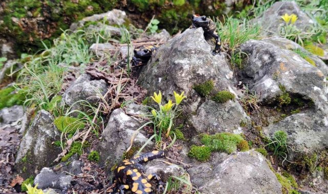 Bahar kendini gösterince &quot;Doğanın gizli kahramanları&quot; böcekler iş başı yaptı