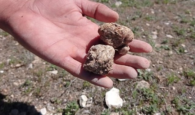 Baharda yağmurun az olması en çok keme avcılarını üzdü