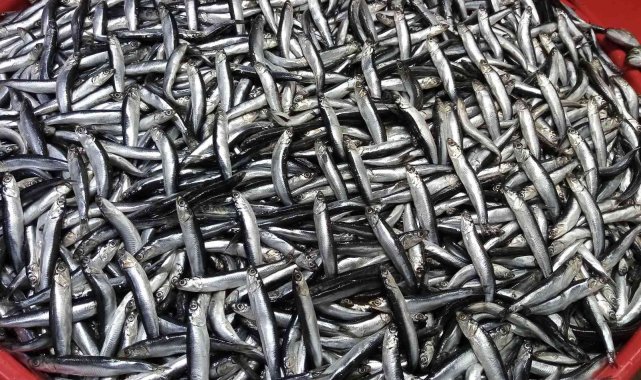 Balık avlama yasağı ile balıkhane amatör balıkçılara kaldı