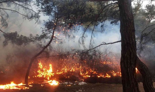 Balıkesir'de orman yangını zamanında müdahale ile kısa sürede söndürüldü