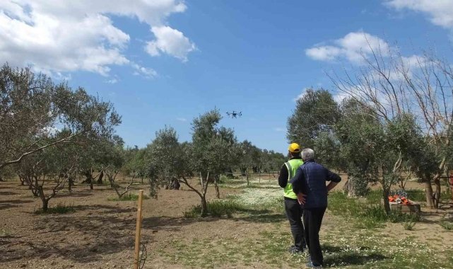Balıkesir&#039;de zeytin ilaçlamasında dron kullanılmaya başlandı