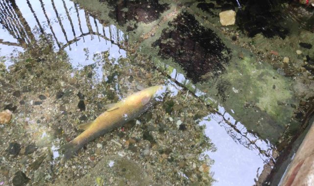 Balıklıgöl&#039;de bayram öncesinde yaşanan balık ölümleri korkuttu