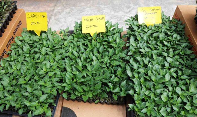 Balkonda bile yetişen sebze fidelerine ilgi arttı